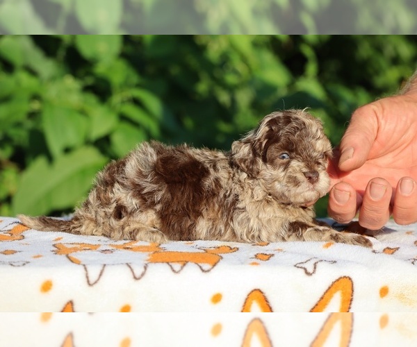 Medium Photo #6 ShihPoo Puppy For Sale in DYERSBURG, TN, USA