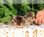 Small #5 ShihPoo