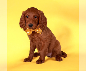 Goldendoodle (Miniature) Puppy for sale in ORANGE PARK, FL, USA