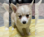 Small Photo #8 Pomsky Puppy For Sale in LOVELAND, CO, USA