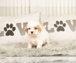 Small Photo #6 Maltipoo Puppy For Sale in WARSAW, IN, USA