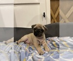 Small #2 Pug