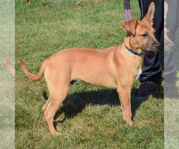 Medium Photo #6 Boxer-Holland Shepherd Mix Puppy For Sale in Huntley, IL, USA