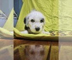Small Photo #13 Sheepadoodle Puppy For Sale in THORNDALE, TX, USA