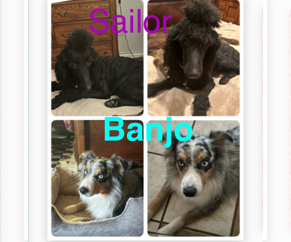 Medium Photo #1 Aussie-Poo Puppy For Sale in GODLEY, TX, USA