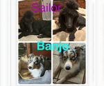 Small Photo #1 Aussie-Poo Puppy For Sale in GODLEY, TX, USA