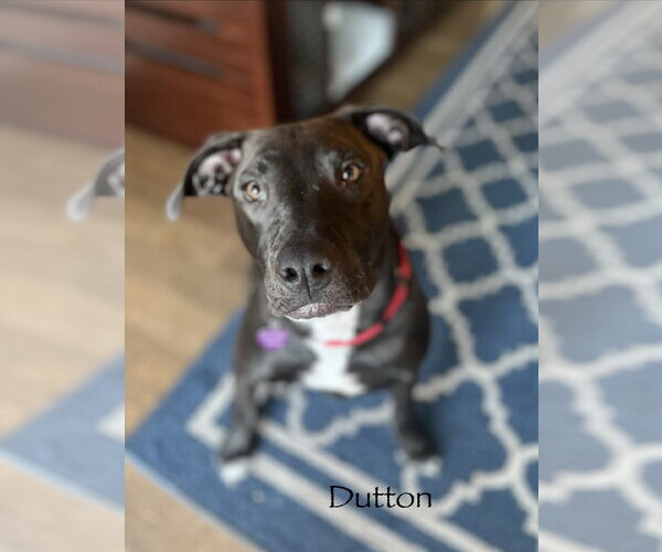 Medium Photo #16 American Pit Bull Terrier-Unknown Mix Puppy For Sale in Minneapolis, MN, USA