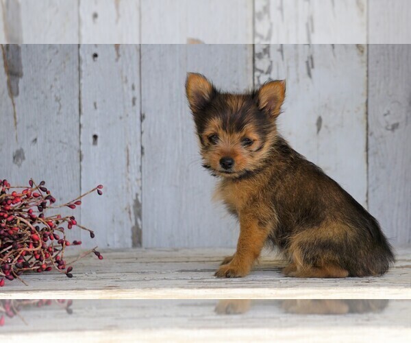 Medium Photo #2 Yoranian Puppy For Sale in FREDERICKSBG, OH, USA