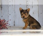 Small Photo #2 Yoranian Puppy For Sale in FREDERICKSBG, OH, USA