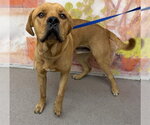 Small Mastiff Mix