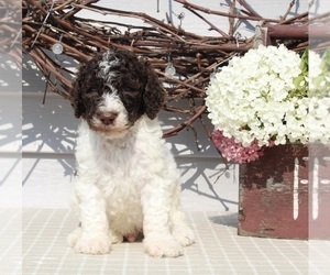 Poodle (Standard) Puppy for sale in SUGARCREEK, OH, USA