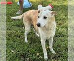 Small #1 Labrador Retriever Mix