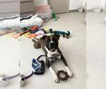 Small #1 Bullboxer Pit