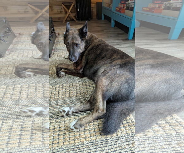 Medium Photo #2 Mutt Puppy For Sale in Frenchburg, KY, USA