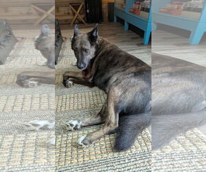 Trigger - Male Mutt Dog for Adoption - Photo #2