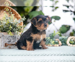 Small Photo #16 Shorkie Tzu Puppy For Sale in KIRKWOOD, PA, USA