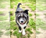 Small #3 Mutt