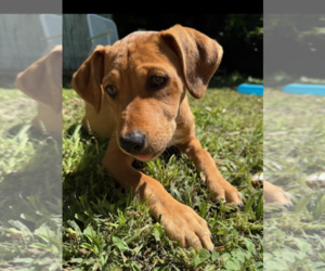 Mutt Dogs for adoption in Holly Springs, NC, USA