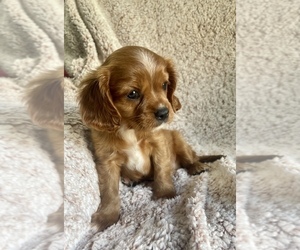 Cavalier King Charles Spaniel Puppy for sale in ELKTON, KY, USA