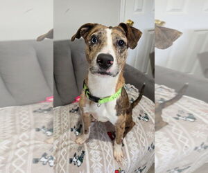 Catahoula Leopard Dog-Unknown Mix Dogs for adoption in Rockaway, NJ, USA
