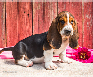 Basset Hound Puppy for sale in WAKARUSA, IN, USA