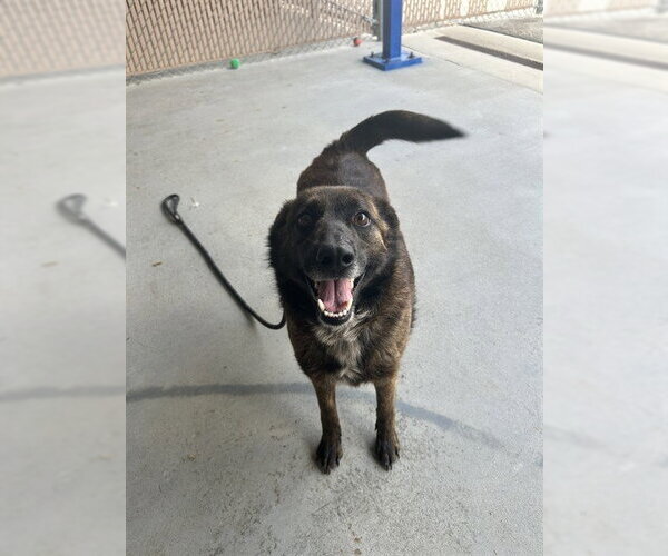 Medium Photo #2 Mutt Puppy For Sale in Palmetto, FL, USA