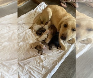 Mother of the Shepradors puppies born on 02/08/2025