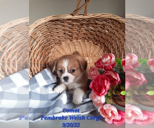 Medium Photo #2 Shorgi Puppy For Sale in SHIPSHEWANA, IN, USA
