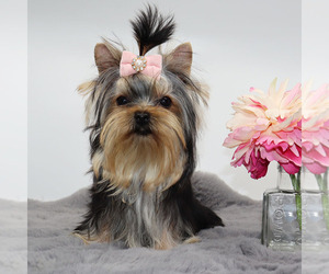 Yorkshire Terrier Puppy for sale in LOS ANGELES, CA, USA