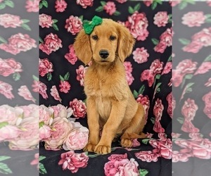 Golden Retriever Puppy for sale in OXFORD, PA, USA