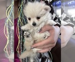 Small Photo #2 Pomeranian Puppy For Sale in ALBUQUERQUE, NM, USA