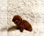 Small #5 Poodle (Toy)