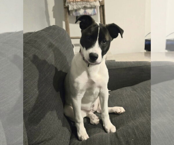 Medium Photo #10 Siberian Husky Puppy For Sale in Fort Wayne, IN, USA