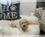 Small #18 Goldendoodle-Poodle (Standard) Mix