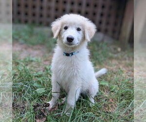 Great Pyrenees Dogs for adoption in Vail, AZ, USA