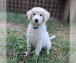 Small Great Pyrenees