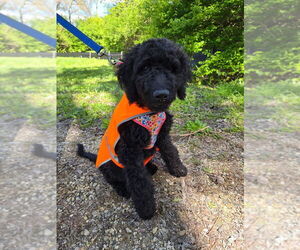 Mutt Dogs for adoption in Mundelein, IL, USA