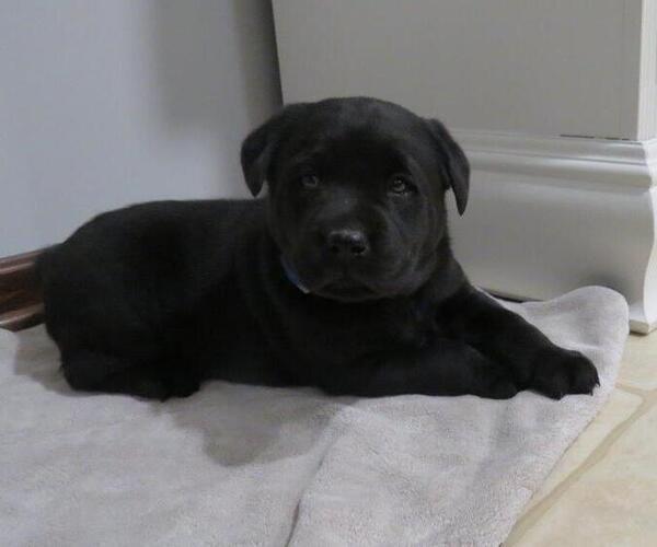 Medium Photo #1 Labrador Retriever Puppy For Sale in MILLERSBURG, OH, USA