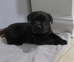 Small Photo #1 Labrador Retriever Puppy For Sale in MILLERSBURG, OH, USA