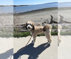 Aussiedoodle Miniature  Dogs for adoption in OAK HARBOR, WA, USA