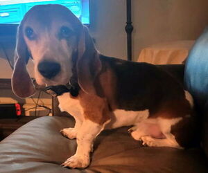 Bagle Hound Dogs for adoption in Deepwater, NJ, USA