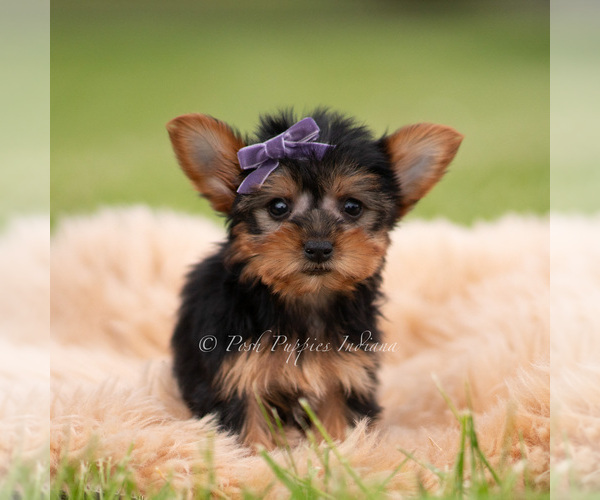 Medium Photo #76 Yorkshire Terrier Puppy For Sale in WARSAW, IN, USA