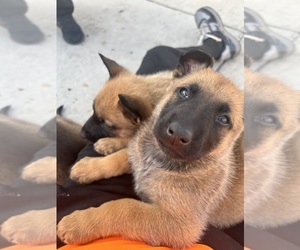Belgian Malinois Puppy for sale in UPLAND, CA, USA