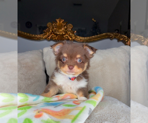 Chihuahua Puppy for sale in CHARLOTTE, NC, USA