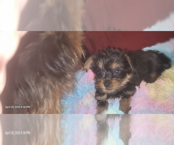 Medium Photo #15 Yorkshire Terrier Puppy For Sale in AKRON, OH, USA
