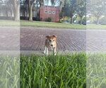 Small #7 pomeranian spitz Mix