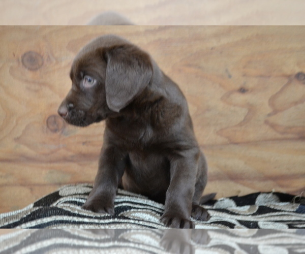 Medium Photo #33 Labrador Retriever Puppy For Sale in GREENWOOD, WI, USA