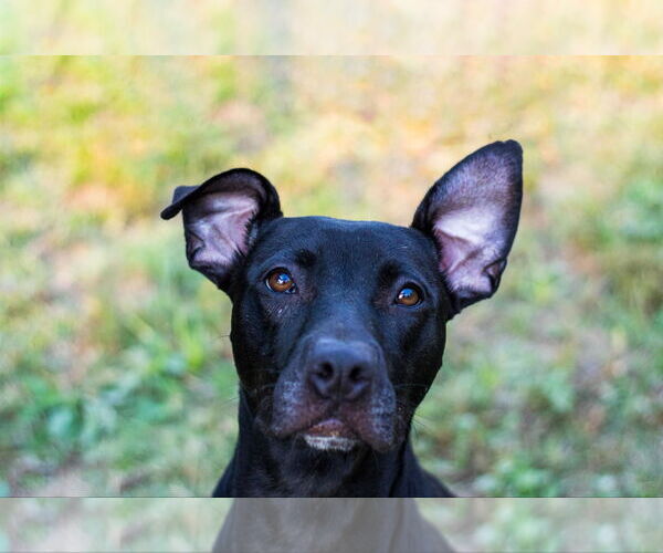 Medium Photo #5 American Pit Bull Terrier-Mountain Cur Mix Puppy For Sale in Calhoun, GA, USA