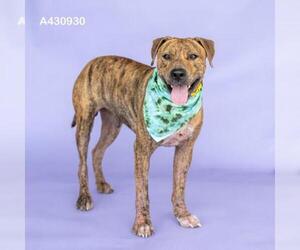 Mutt Dogs for adoption in Conroe, TX, USA