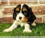 Small #1 Cavalier King Charles Spaniel